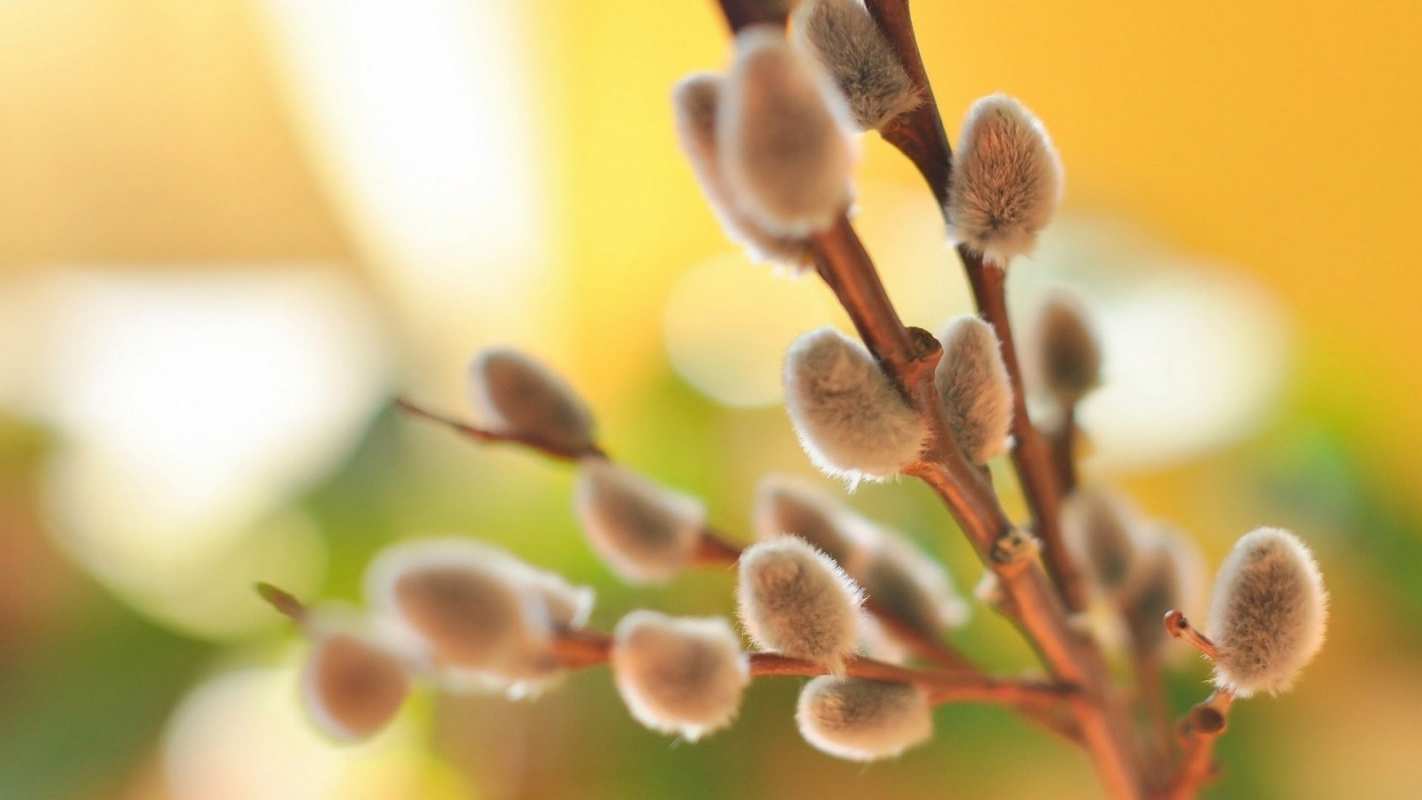 Открытка верба 1 верба 1 З вербною неділею 