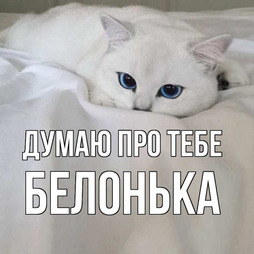 Открытка на каждый день з підписом, Белонька Думаю про тебе я очень по тебе скучаю и тоскую Прикольна листівка з побажанням онлайн скачати безкоштовно 