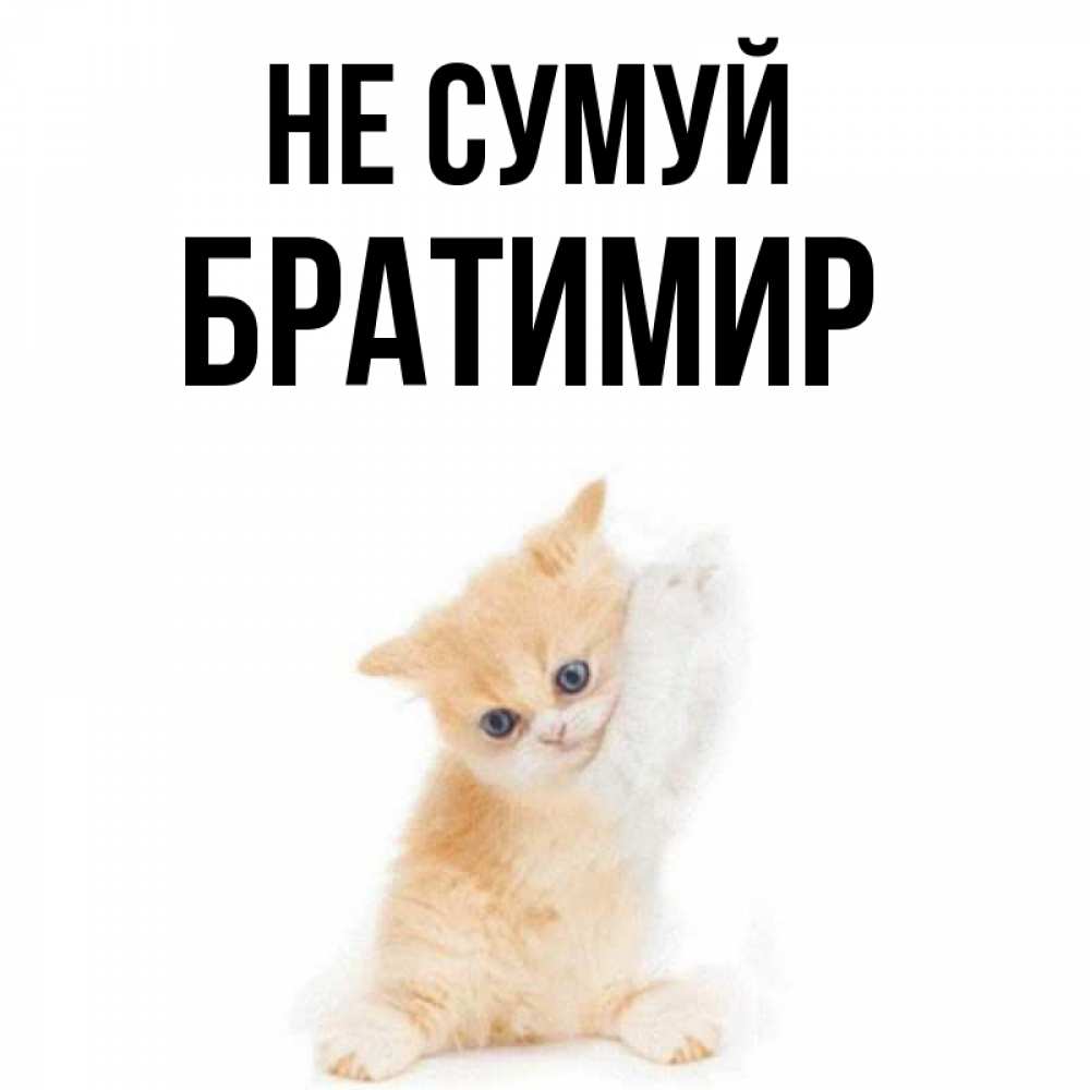 Открытка на каждый день з підписом, Братимир Не сумуй просящий кот Прикольна листівка з побажанням онлайн скачати безкоштовно 