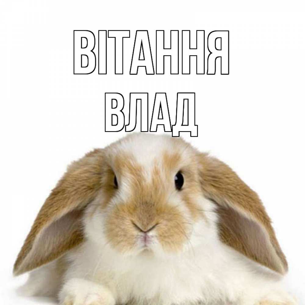 Открытка на каждый день з підписом, Влад Вітання с животными Прикольна листівка з побажанням онлайн скачати безкоштовно 