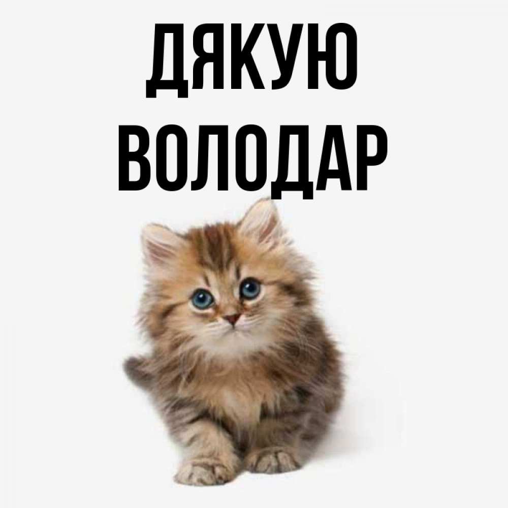 Открытка на каждый день з підписом, Володар Дякую пушистый котик Прикольна листівка з побажанням онлайн скачати безкоштовно 