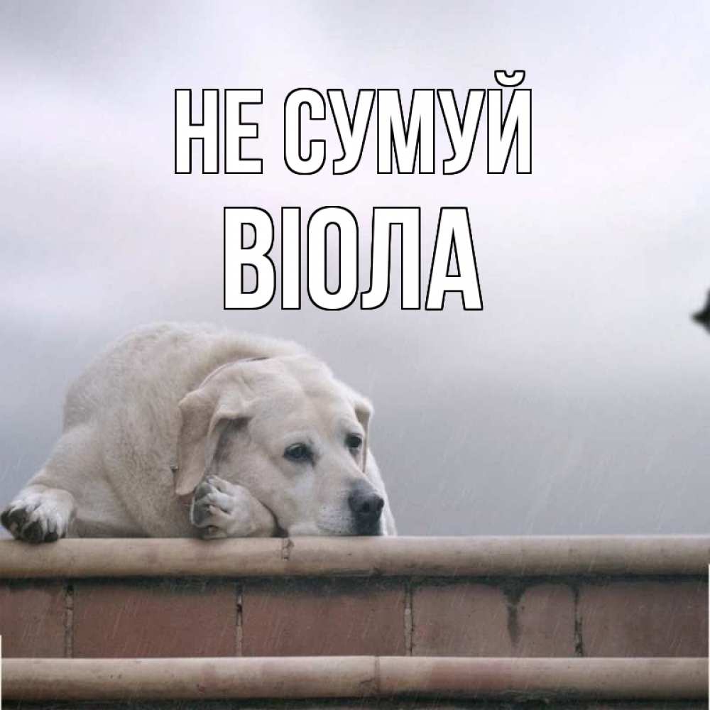 Открытка на каждый день з підписом, Віола Не сумуй белый пес 1 Прикольна листівка з побажанням онлайн скачати безкоштовно 