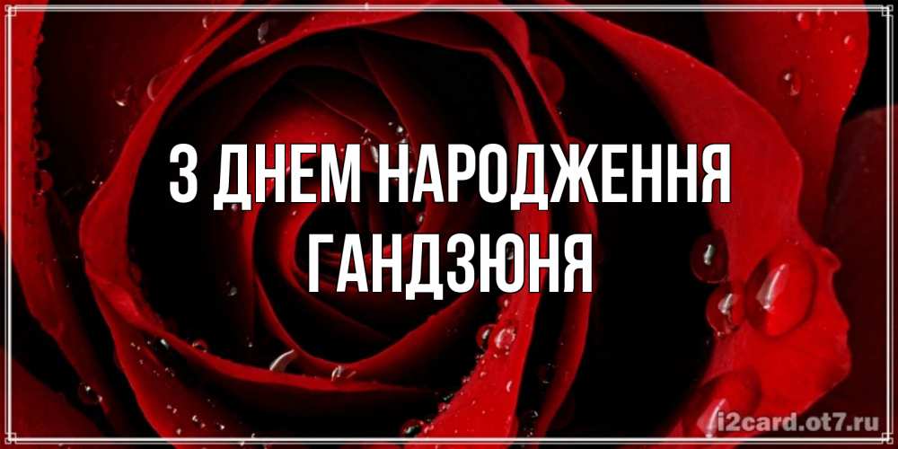 Открытка на каждый день з підписом, Гандзюня З Днем народження крупная бордовая роза Прикольна листівка з побажанням онлайн скачати безкоштовно 