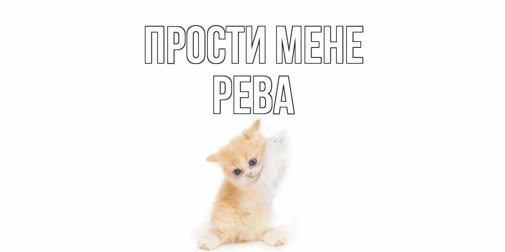 Открытка на каждый день з підписом, Рева Прости мене кот Прикольна листівка з побажанням онлайн скачати безкоштовно 