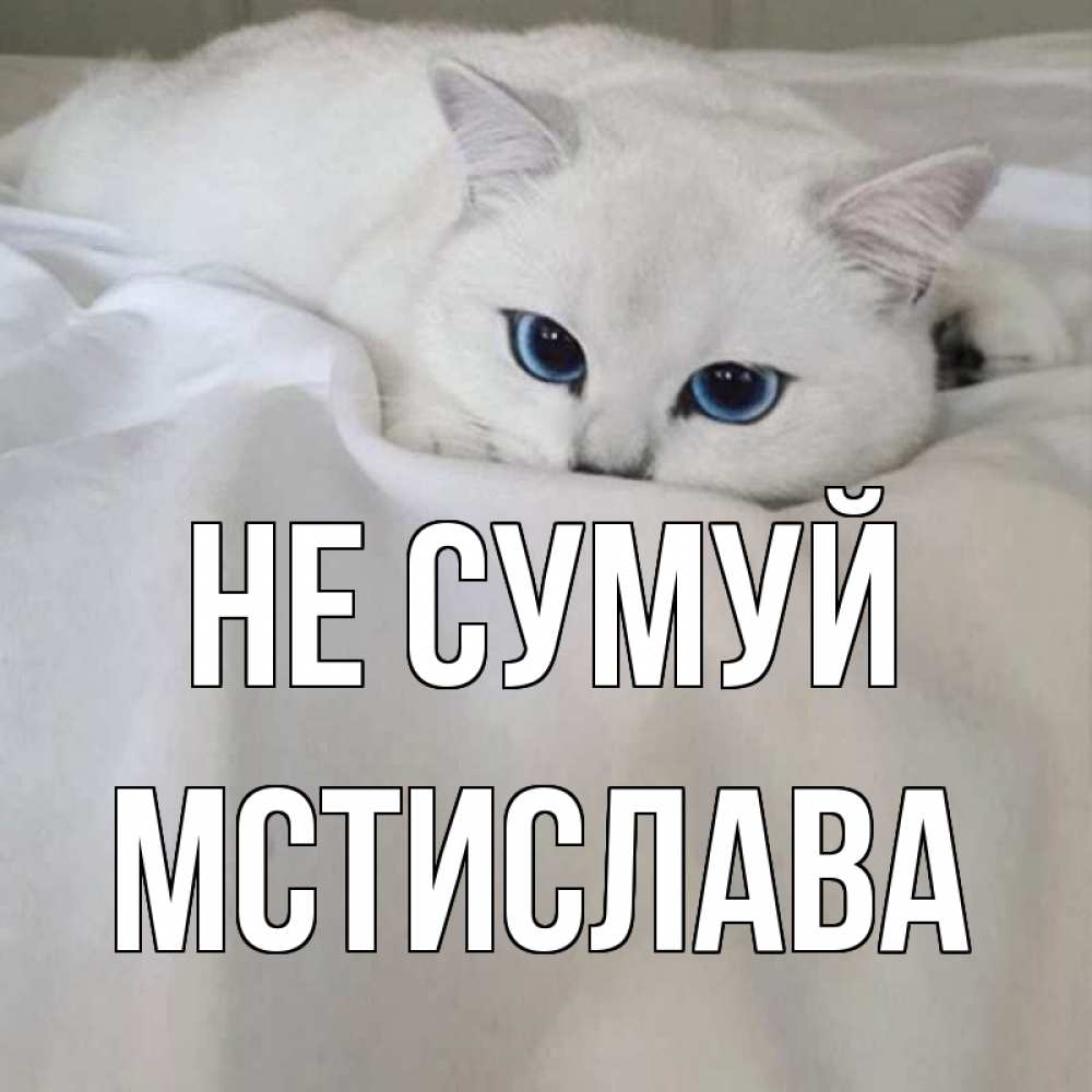 Открытка на каждый день з підписом, Мстислава Не сумуй белый кот с голубыми глазами на белоснежной кровати Прикольна листівка з побажанням онлайн скачати безкоштовно 