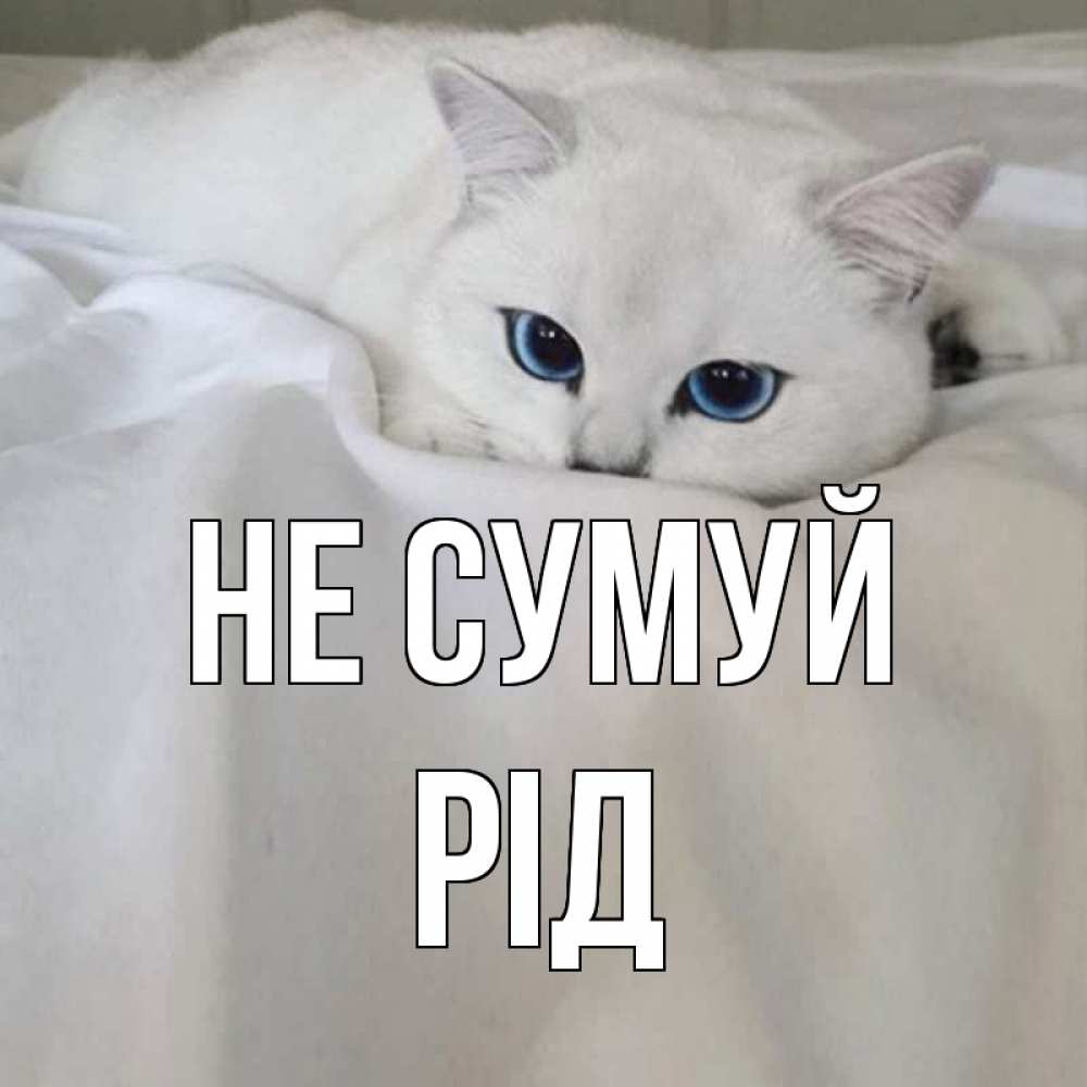 Открытка на каждый день з підписом, Рід Не сумуй белый кот с голубыми глазами на белоснежной кровати Прикольна листівка з побажанням онлайн скачати безкоштовно 