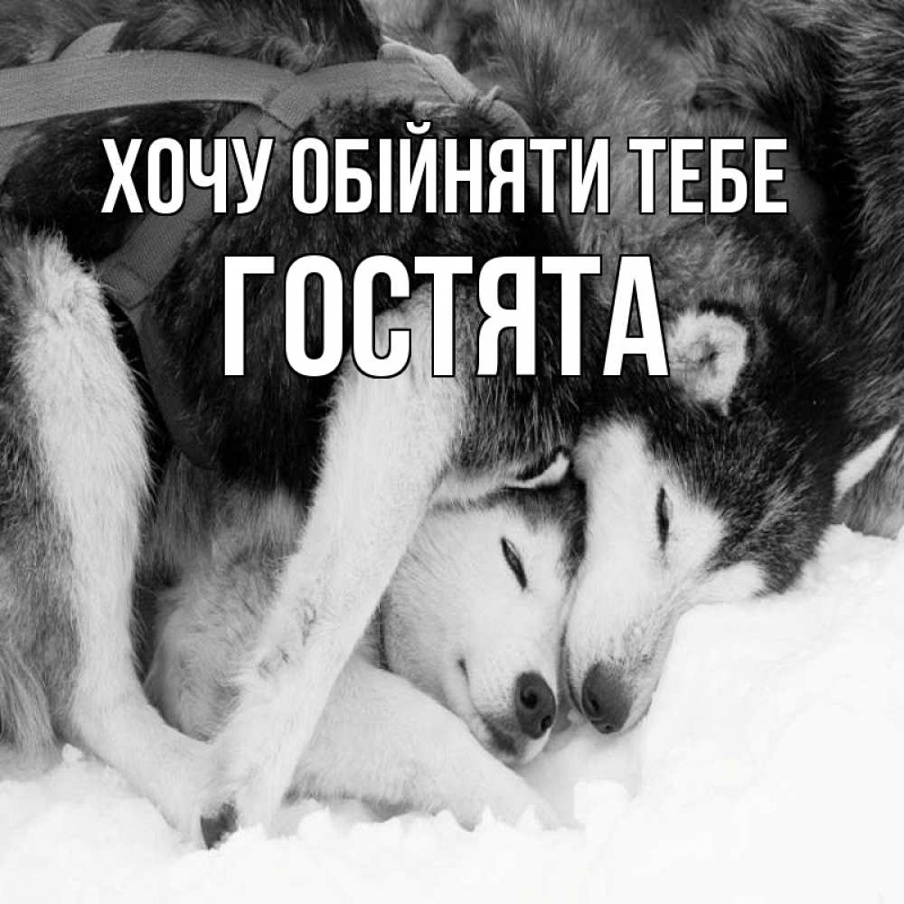 Открытка на каждый день з підписом, Гостята Хочу обійняти тебе собачки в упряжке Прикольна листівка з побажанням онлайн скачати безкоштовно 