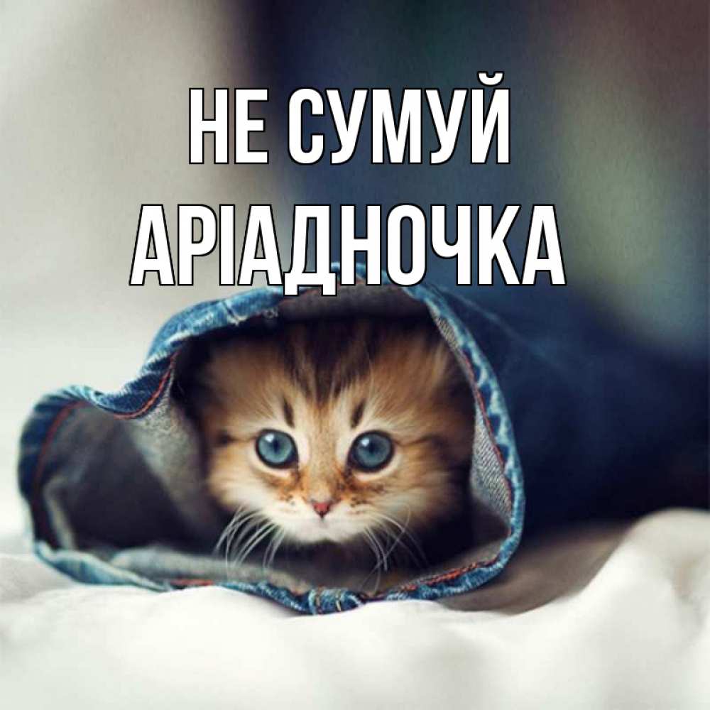Открытка на каждый день з підписом, Аріадночка Не сумуй кот в одежде Прикольна листівка з побажанням онлайн скачати безкоштовно 