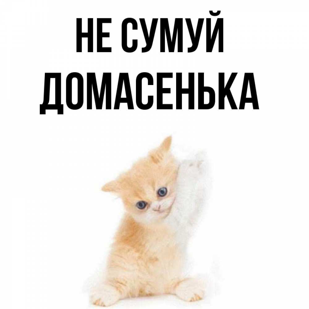 Открытка на каждый день з підписом, Домасенька Не сумуй просящий кот Прикольна листівка з побажанням онлайн скачати безкоштовно 
