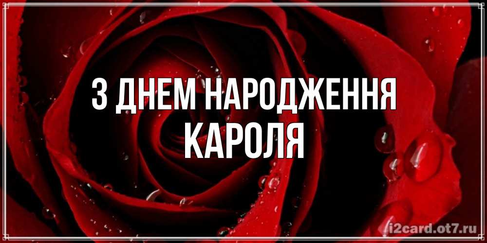 Открытка на каждый день з підписом, Кароля З Днем народження крупная бордовая роза Прикольна листівка з побажанням онлайн скачати безкоштовно 