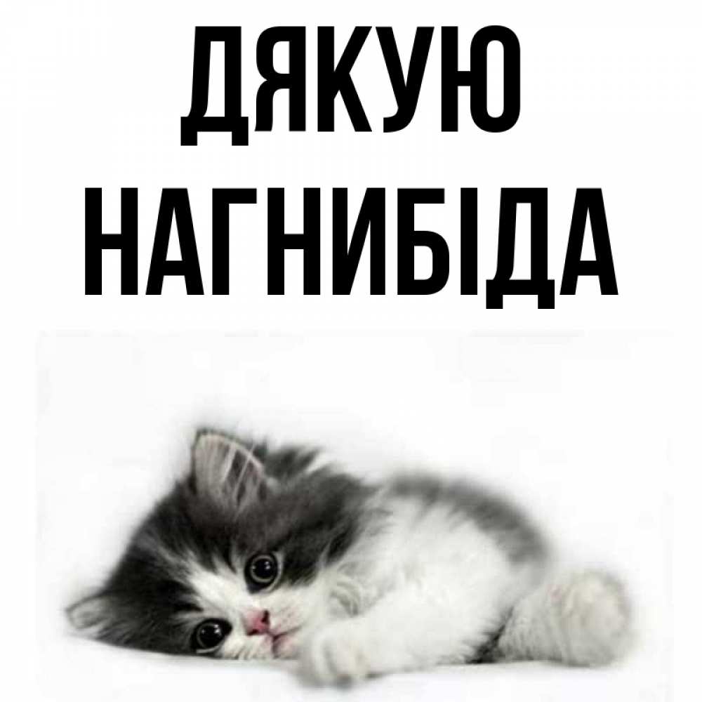 Открытка на каждый день з підписом, Нагнибіда Дякую черный и белый кот Прикольна листівка з побажанням онлайн скачати безкоштовно 