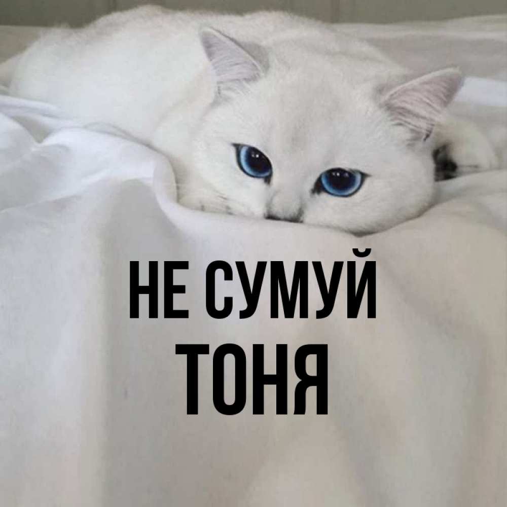 Открытка на каждый день з підписом, Тоня Не сумуй Голубоглазая кошка Прикольна листівка з побажанням онлайн скачати безкоштовно 
