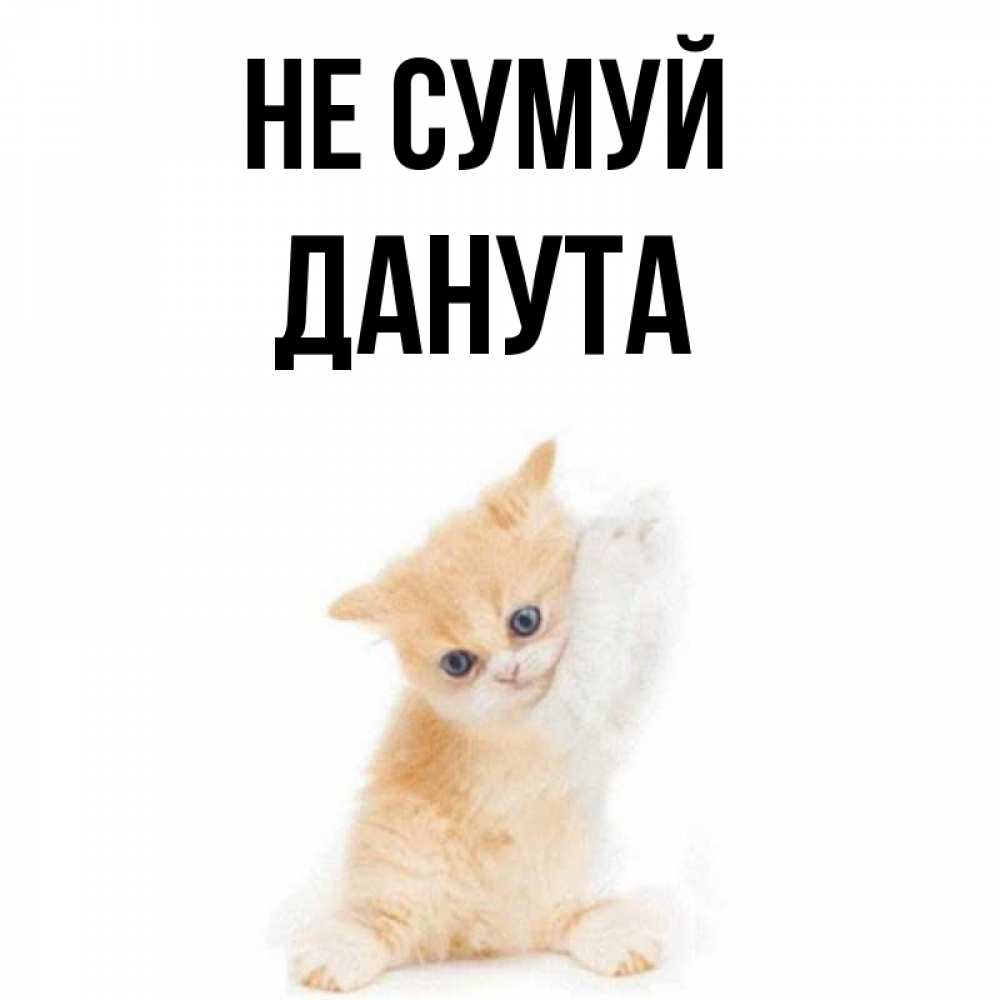 Открытка на каждый день з підписом, Данута Не сумуй просящий кот Прикольна листівка з побажанням онлайн скачати безкоштовно 