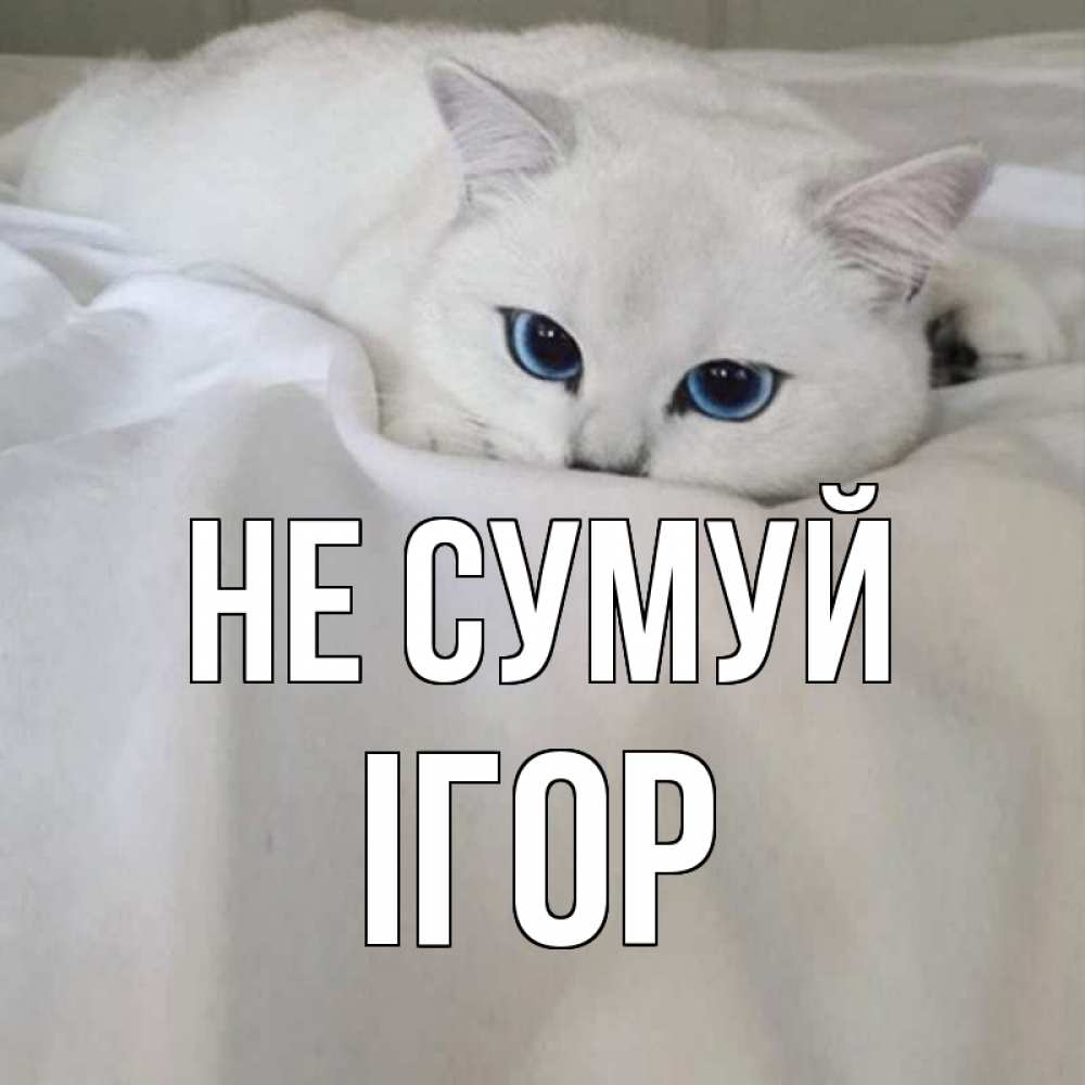 Открытка на каждый день з підписом, Ігор Не сумуй белый кот с голубыми глазами на белоснежной кровати Прикольна листівка з побажанням онлайн скачати безкоштовно 