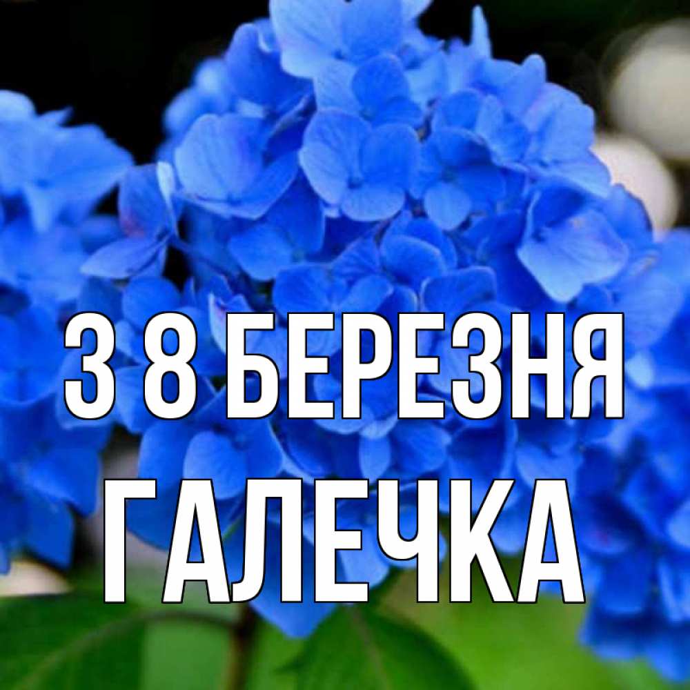 Открытка на каждый день з підписом, Галечка З 8 БЕРЕЗНЯ синие цветы Прикольна листівка з побажанням онлайн скачати безкоштовно 