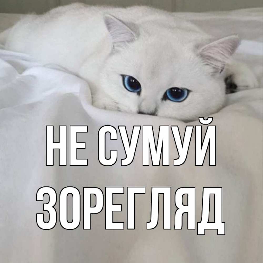 Открытка на каждый день з підписом, Зорегляд Не сумуй белый кот с голубыми глазами на белоснежной кровати Прикольна листівка з побажанням онлайн скачати безкоштовно 