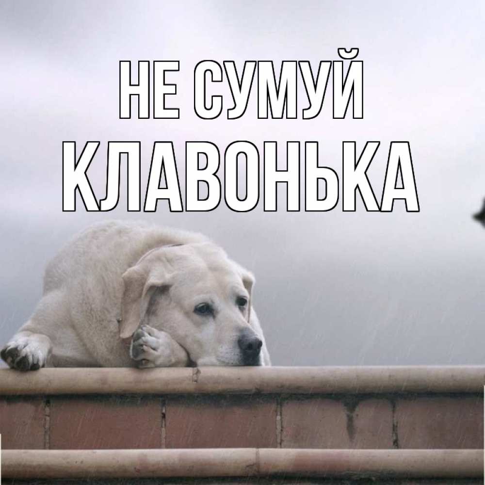 Открытка на каждый день з підписом, Клавонька Не сумуй белый пес 1 Прикольна листівка з побажанням онлайн скачати безкоштовно 