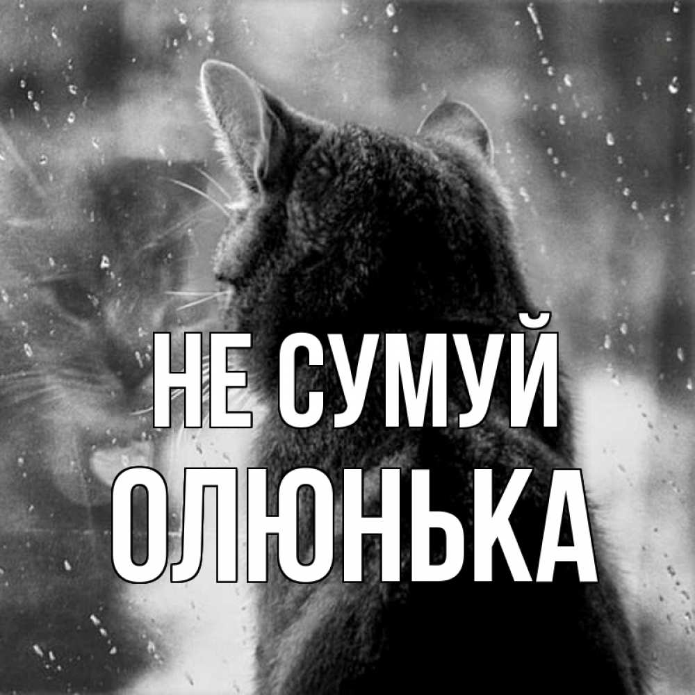 Открытка на каждый день з підписом, Олюнька Не сумуй отражение кота 1 Прикольна листівка з побажанням онлайн скачати безкоштовно 