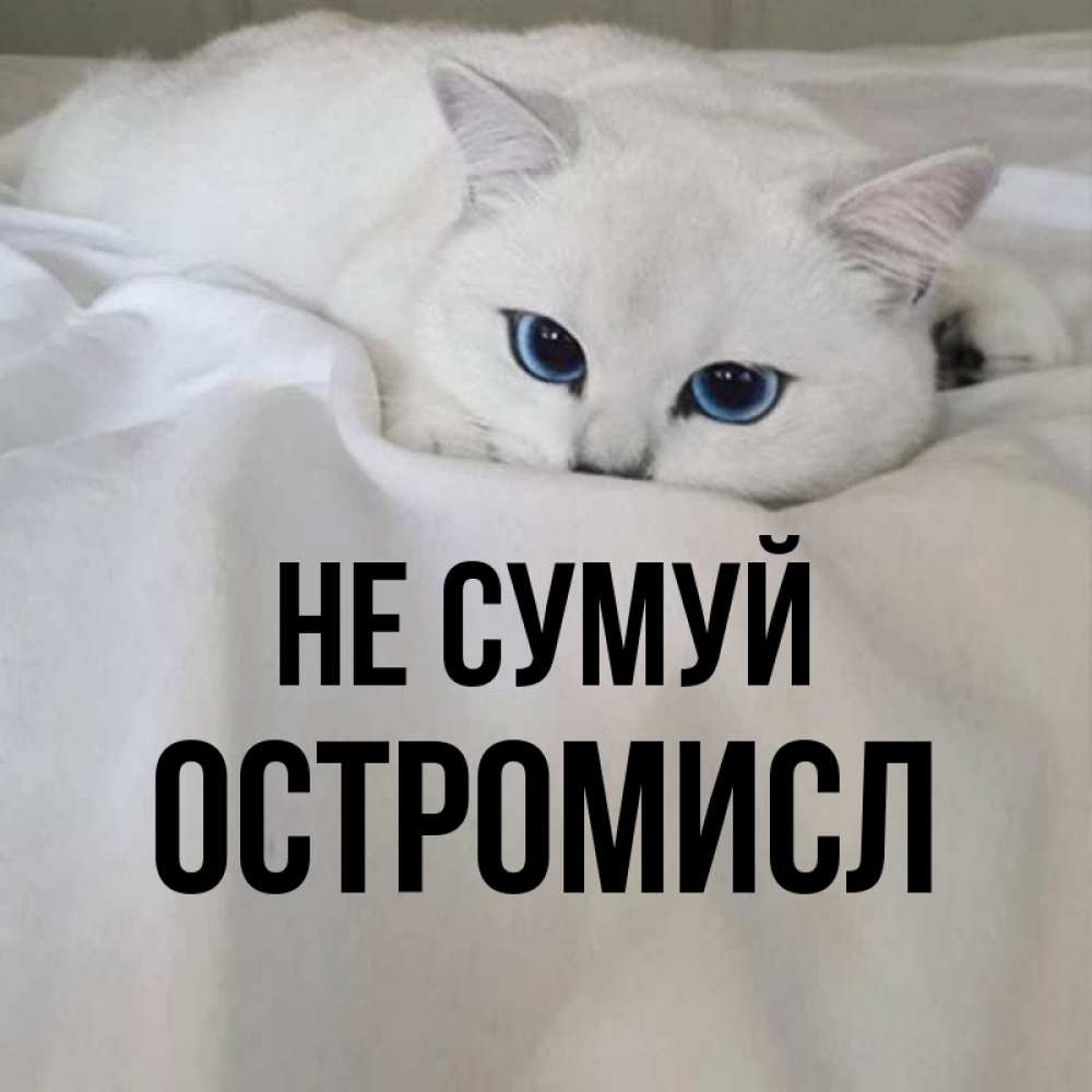 Открытка на каждый день з підписом, Остромисл Не сумуй Голубоглазая кошка Прикольна листівка з побажанням онлайн скачати безкоштовно 