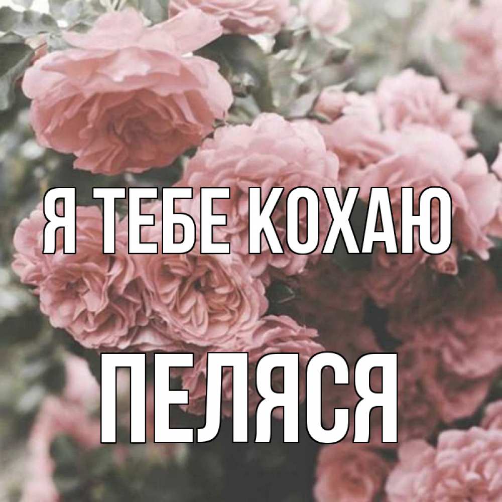 Открытка на каждый день з підписом, Пеляся Я тебе кохаю розы 3 Прикольна листівка з побажанням онлайн скачати безкоштовно 