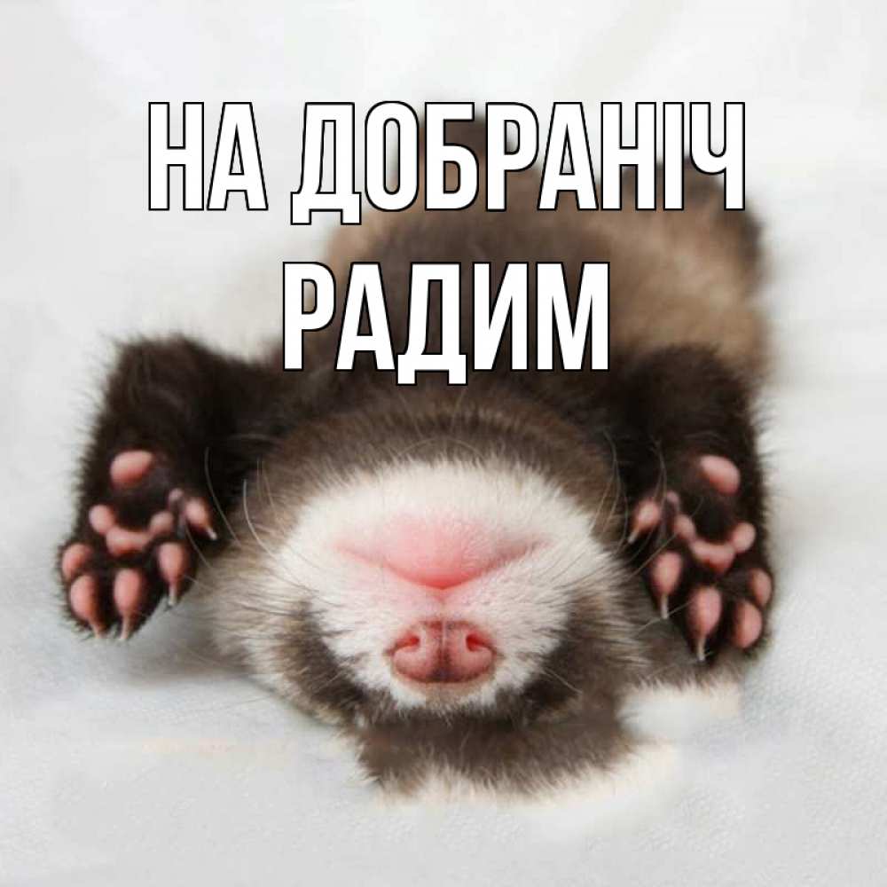 Открытка на каждый день з підписом, Радим На добраніч зверек Прикольна листівка з побажанням онлайн скачати безкоштовно 