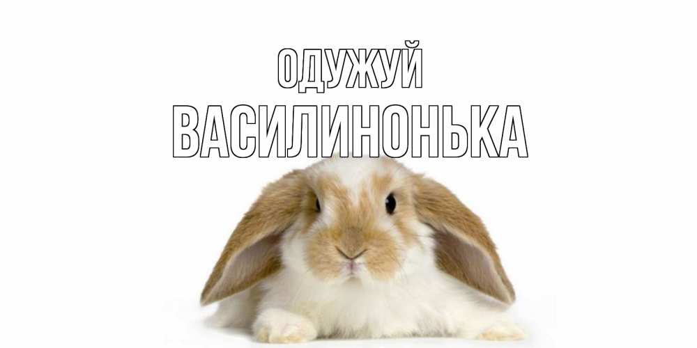 Открытка на каждый день з підписом, Василинонька Одужуй вислоухий кролик белого и коричневого цвета Прикольна листівка з побажанням онлайн скачати безкоштовно 