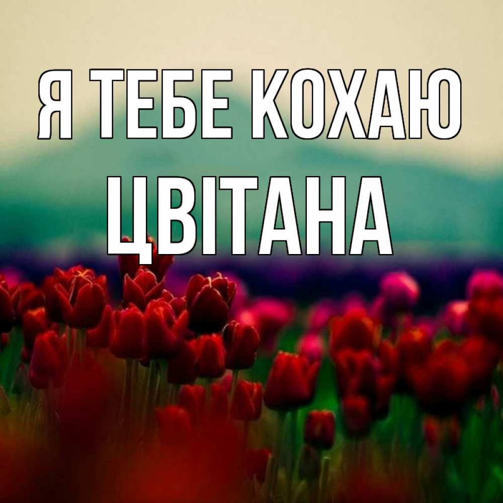 Открытка на каждый день з підписом, Цвітана Я тебе кохаю тюльпаны 4 Прикольна листівка з побажанням онлайн скачати безкоштовно 