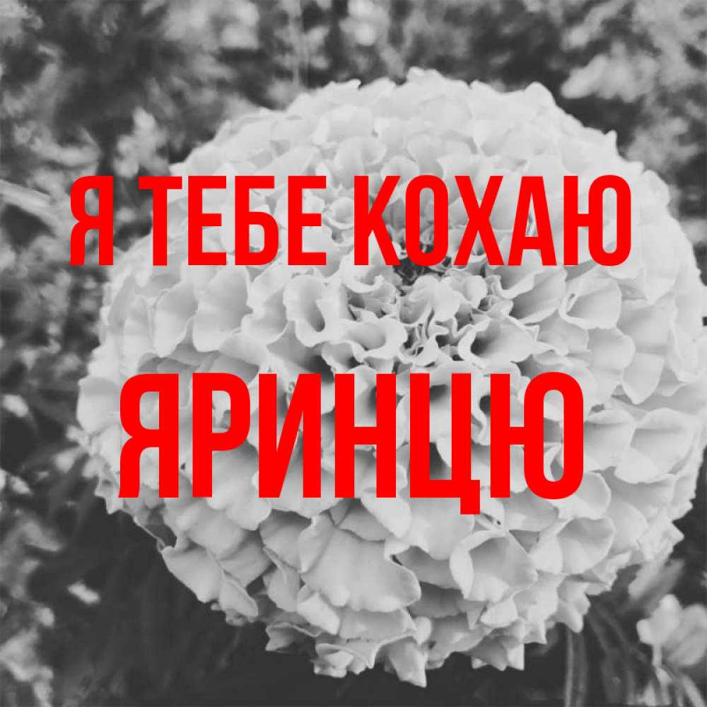 Открытка на каждый день з підписом, Яринцю Я тебе кохаю подпись Прикольна листівка з побажанням онлайн скачати безкоштовно 