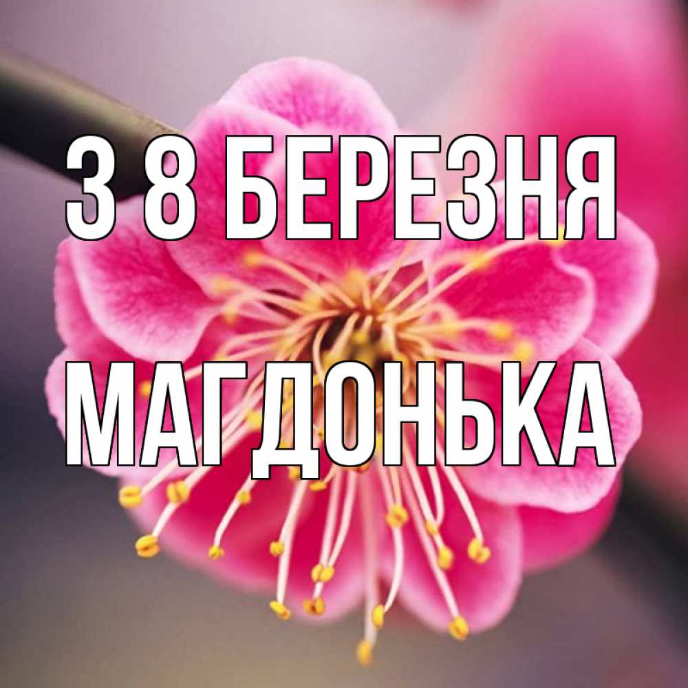 Открытка на каждый день з підписом, Магдонька З 8 БЕРЕЗНЯ цветы Прикольна листівка з побажанням онлайн скачати безкоштовно 