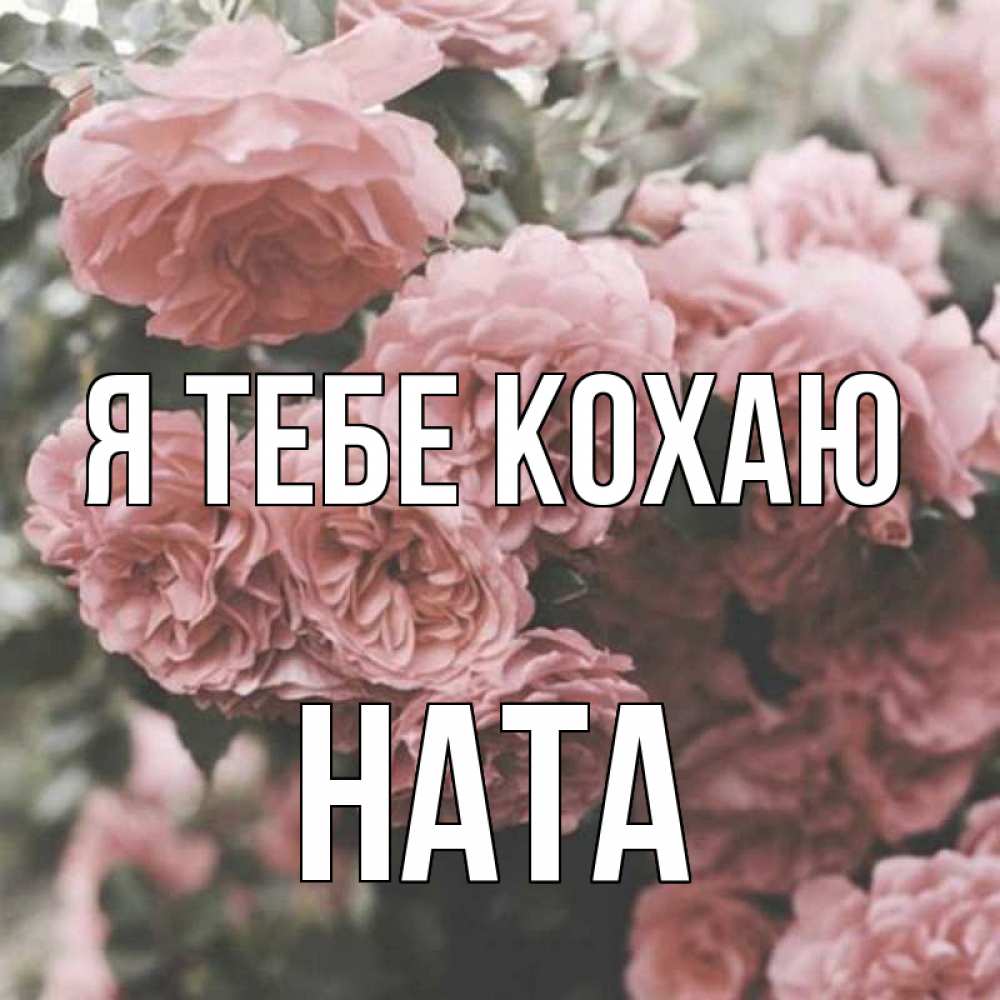 Открытка на каждый день з підписом, Ната Я тебе кохаю розы 3 Прикольна листівка з побажанням онлайн скачати безкоштовно 