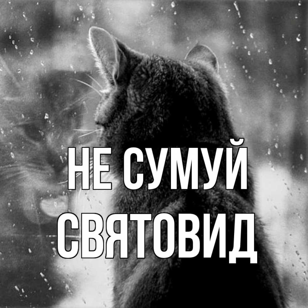 Открытка на каждый день з підписом, Святовид Не сумуй отражение кота 1 Прикольна листівка з побажанням онлайн скачати безкоштовно 