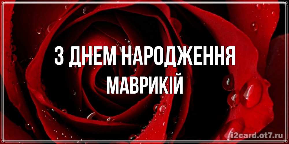 Открытка на каждый день з підписом, Маврикій З Днем народження крупная бордовая роза Прикольна листівка з побажанням онлайн скачати безкоштовно 