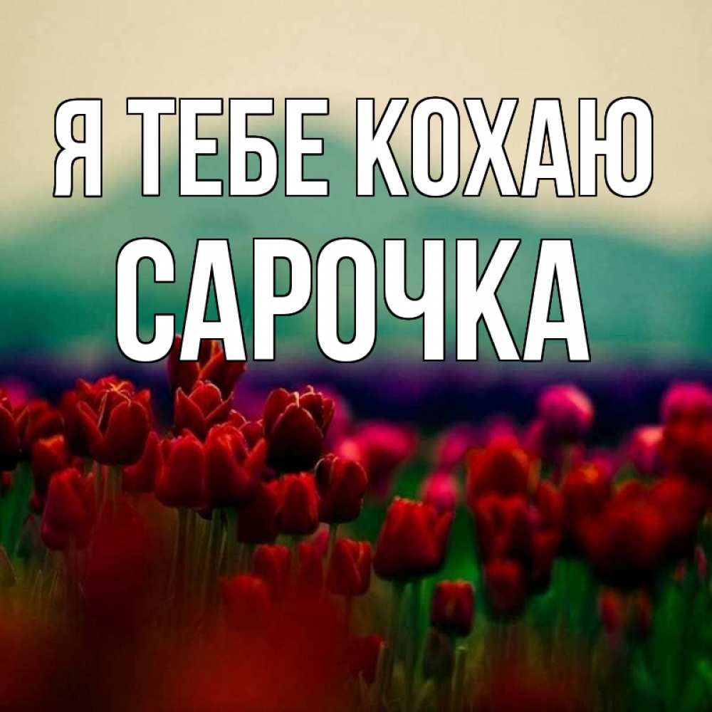 Открытка на каждый день з підписом, Сарочка Я тебе кохаю тюльпаны 4 Прикольна листівка з побажанням онлайн скачати безкоштовно 