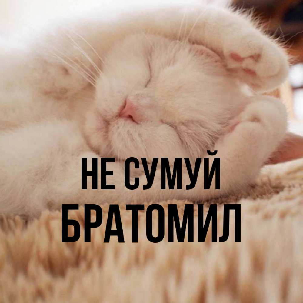 Открытка на каждый день з підписом, Братомил Не сумуй Котенок спит Прикольна листівка з побажанням онлайн скачати безкоштовно 