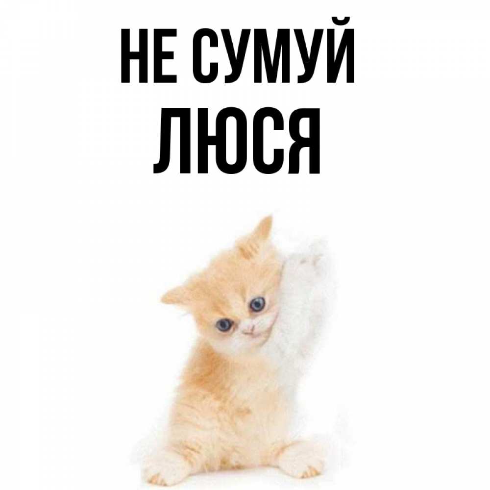 Открытка на каждый день з підписом, Люся Не сумуй просящий кот Прикольна листівка з побажанням онлайн скачати безкоштовно 
