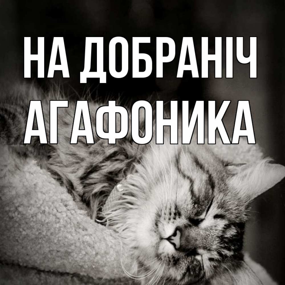 Открытка на каждый день з підписом, Агафоника На добраніч котярик пушистый Прикольна листівка з побажанням онлайн скачати безкоштовно 