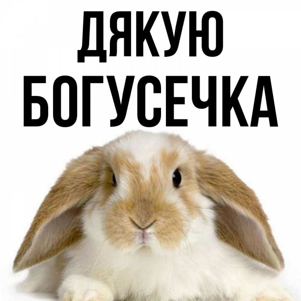 Открытка на каждый день з підписом, Богусечка Дякую коричнево белый заяц Прикольна листівка з побажанням онлайн скачати безкоштовно 