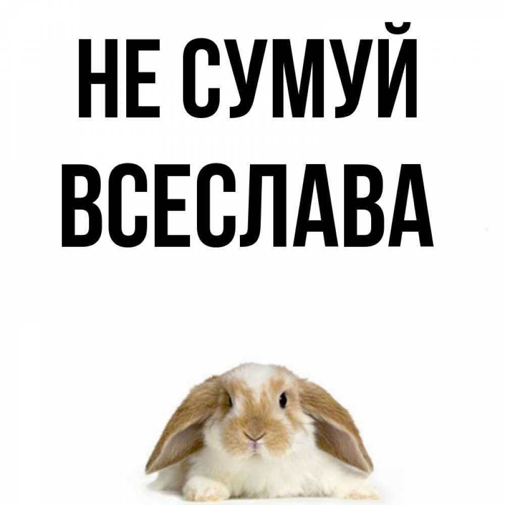 Открытка на каждый день з підписом, Всеслава Не сумуй коричнево белый заяц с большими ушками Прикольна листівка з побажанням онлайн скачати безкоштовно 