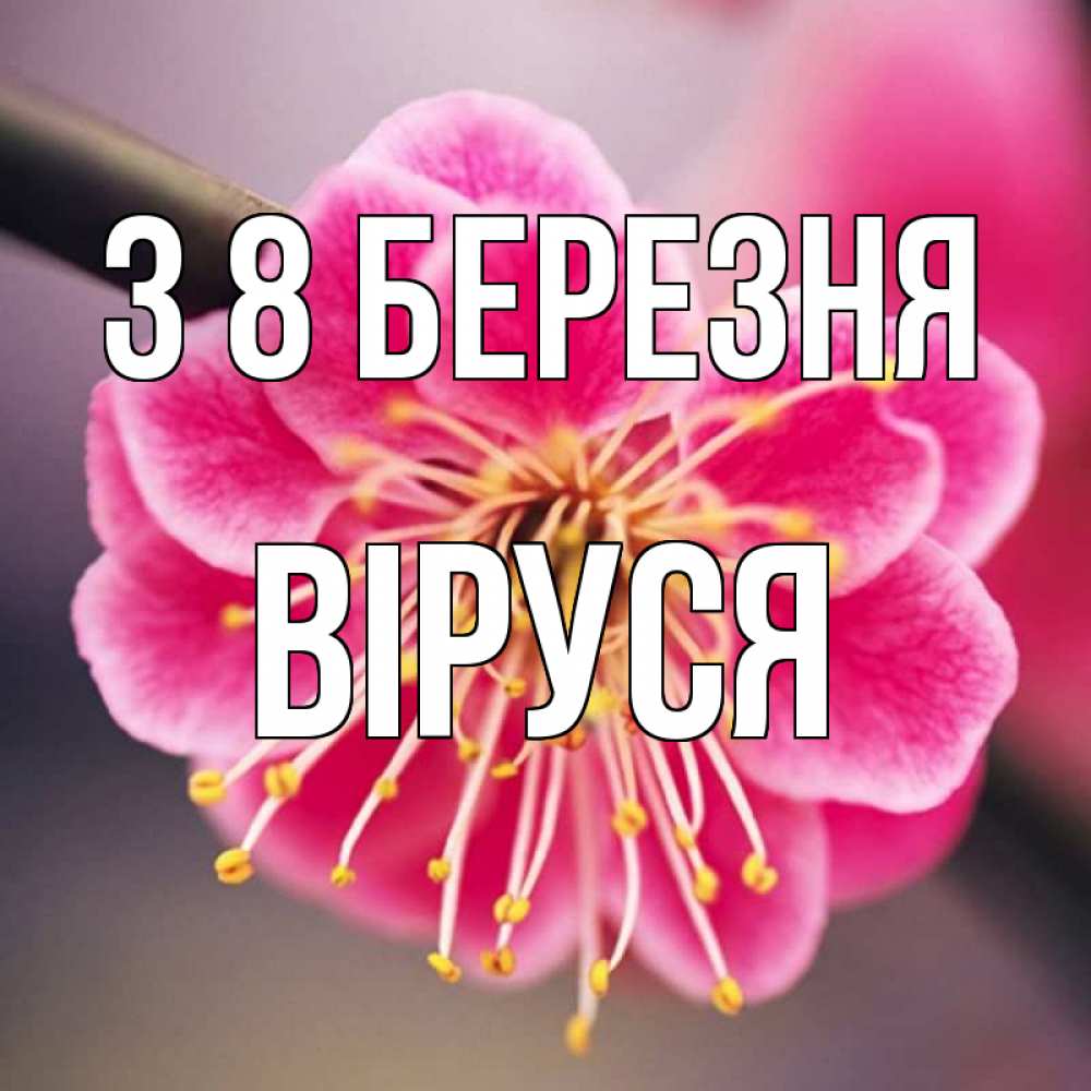 Открытка на каждый день з підписом, Віруся З 8 БЕРЕЗНЯ цветы Прикольна листівка з побажанням онлайн скачати безкоштовно 