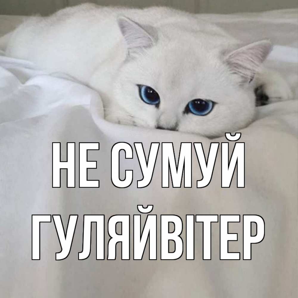 Открытка на каждый день з підписом, Гуляйвітер Не сумуй белый кот с голубыми глазами на белоснежной кровати Прикольна листівка з побажанням онлайн скачати безкоштовно 