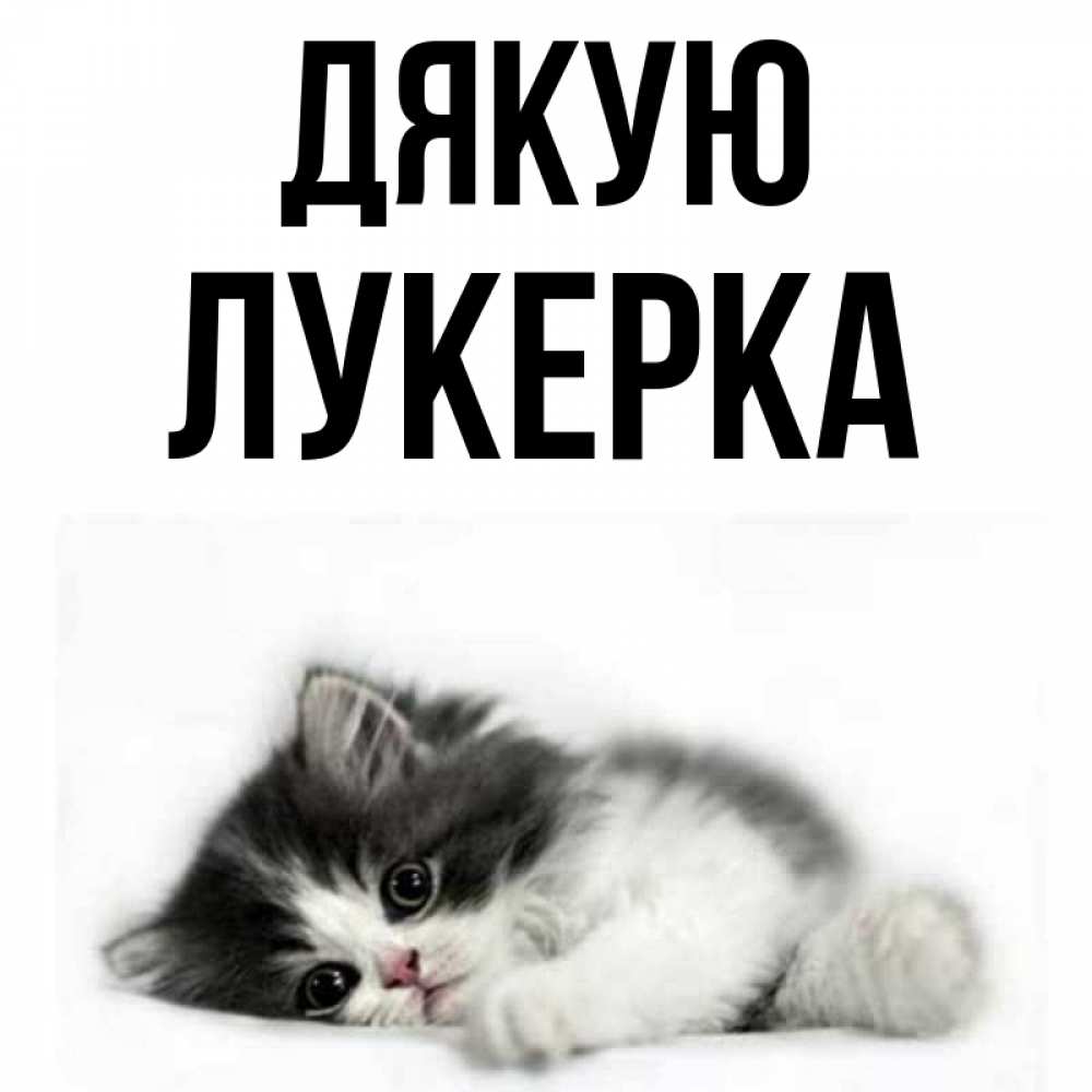 Открытка на каждый день з підписом, Лукерка Дякую черный и белый кот Прикольна листівка з побажанням онлайн скачати безкоштовно 