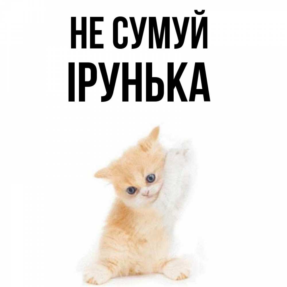 Открытка на каждый день з підписом, Ірунька Не сумуй просящий кот Прикольна листівка з побажанням онлайн скачати безкоштовно 