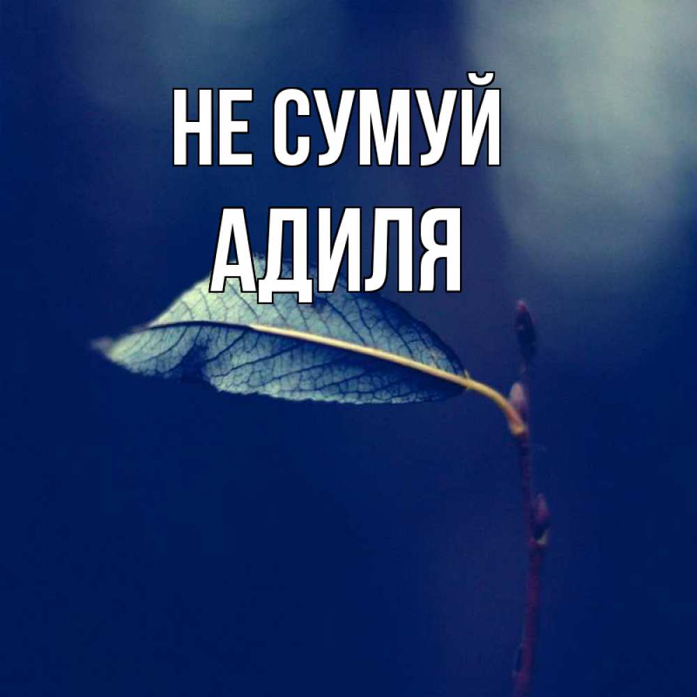Открытка на каждый день з підписом, Адиля Не сумуй растение Прикольна листівка з побажанням онлайн скачати безкоштовно 
