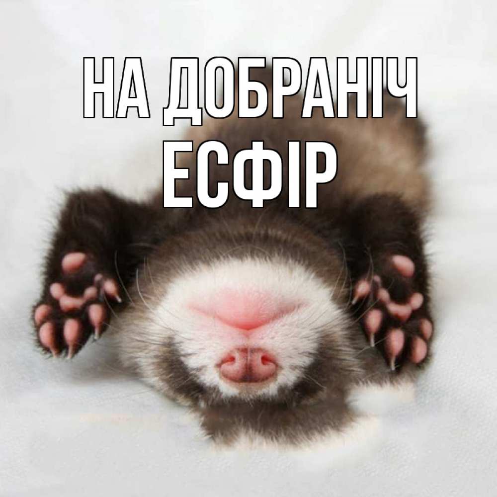 Открытка на каждый день з підписом, Есфір На добраніч зверек Прикольна листівка з побажанням онлайн скачати безкоштовно 