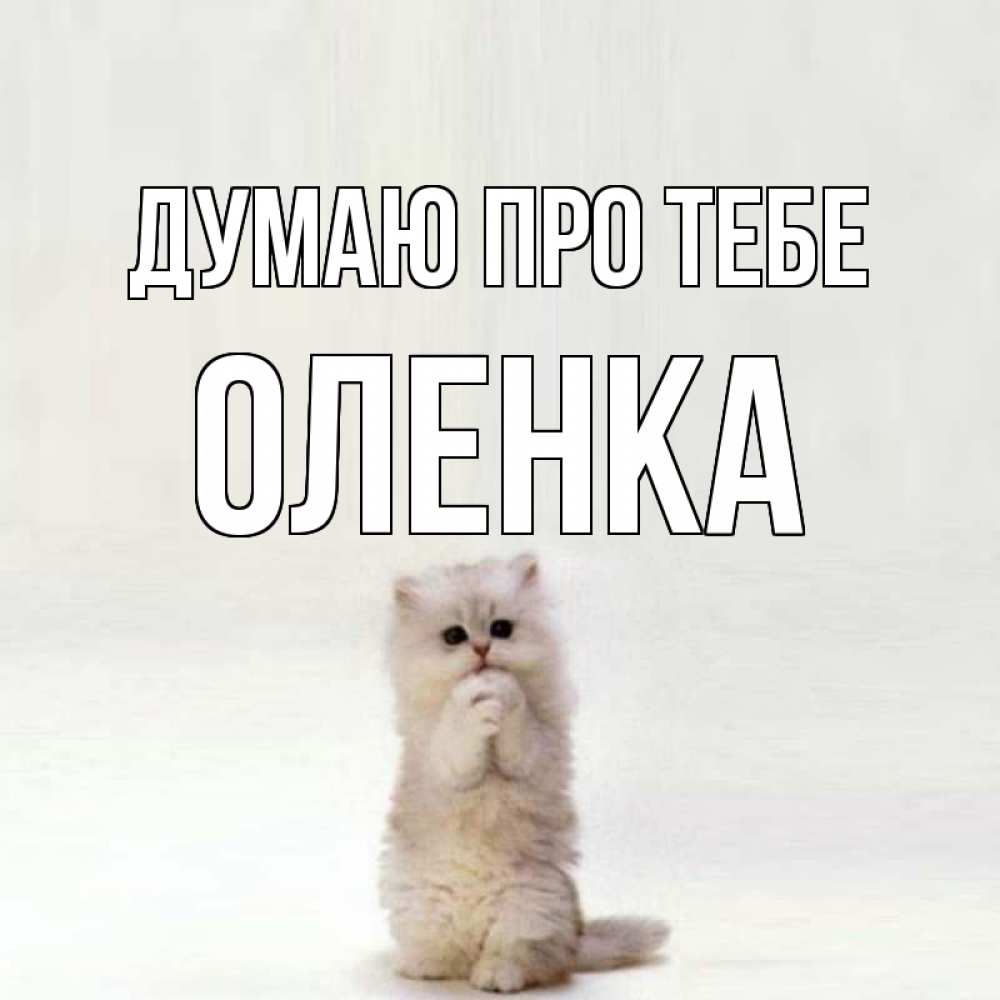 Открытка на каждый день з підписом, Оленка Думаю про тебе кот стоит на задних лапах Прикольна листівка з побажанням онлайн скачати безкоштовно 