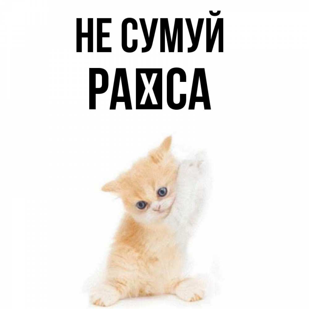 Открытка на каждый день з підписом, Раїса Не сумуй просящий кот Прикольна листівка з побажанням онлайн скачати безкоштовно 