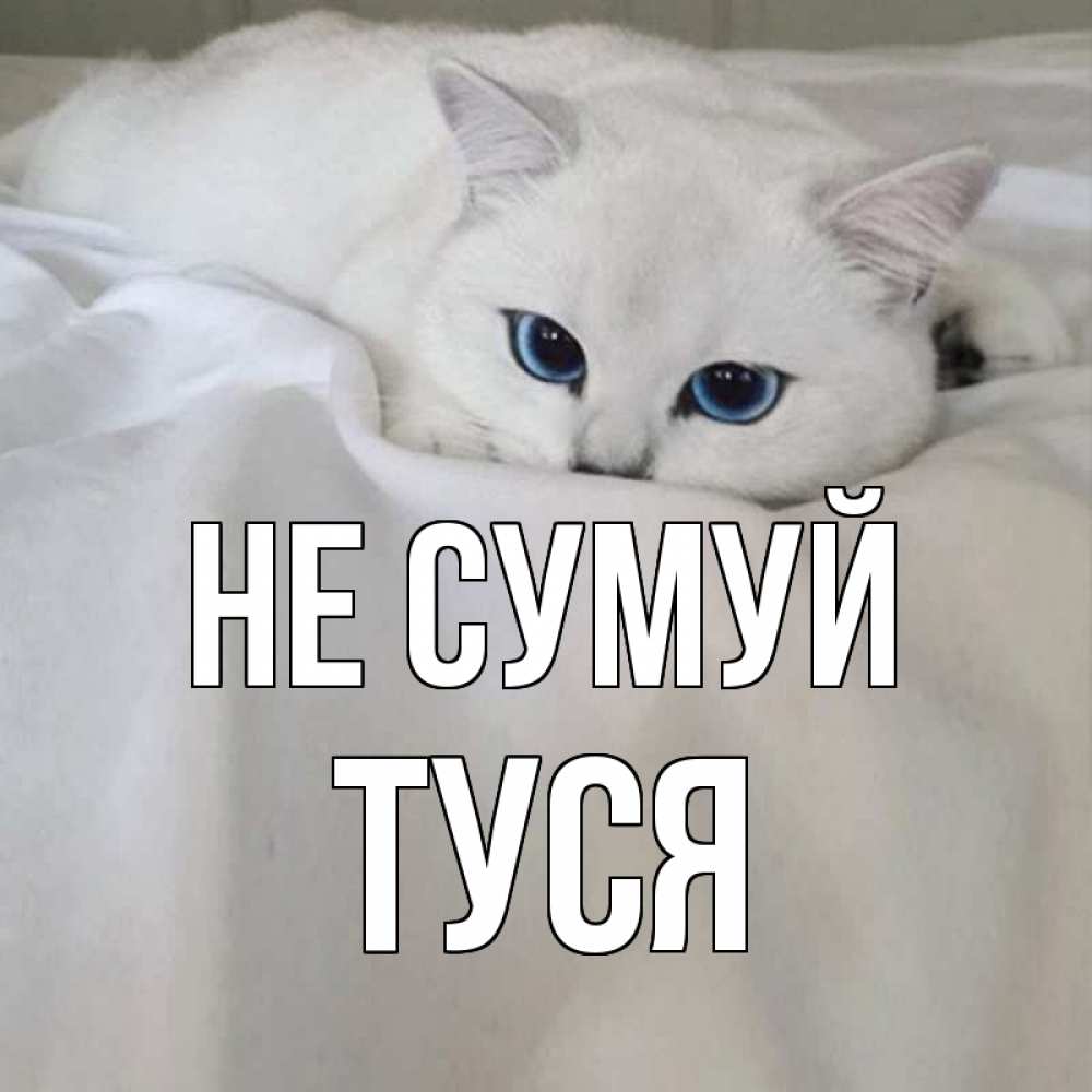 Открытка на каждый день з підписом, Туся Не сумуй белый кот с голубыми глазами на белоснежной кровати Прикольна листівка з побажанням онлайн скачати безкоштовно 