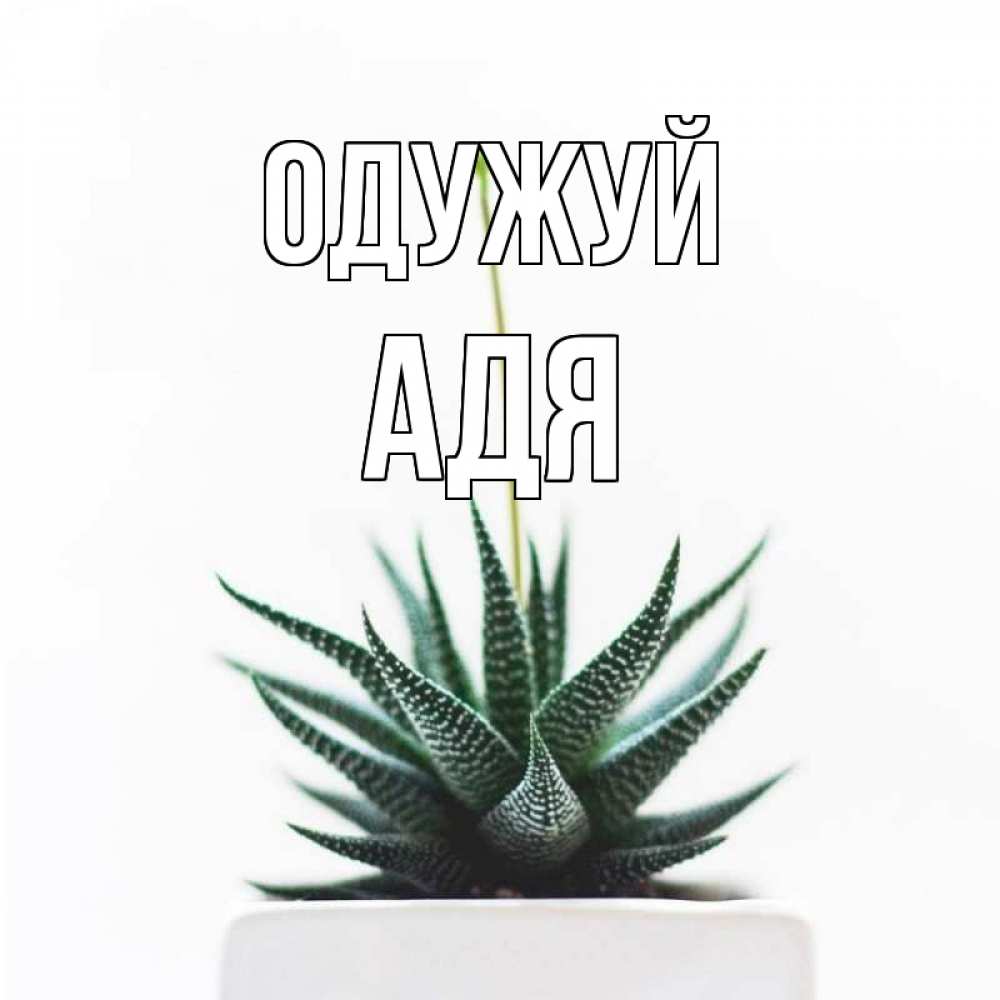 Открытка на каждый день з підписом, Адя Одужуй короче это непонятная колючка Прикольна листівка з побажанням онлайн скачати безкоштовно 