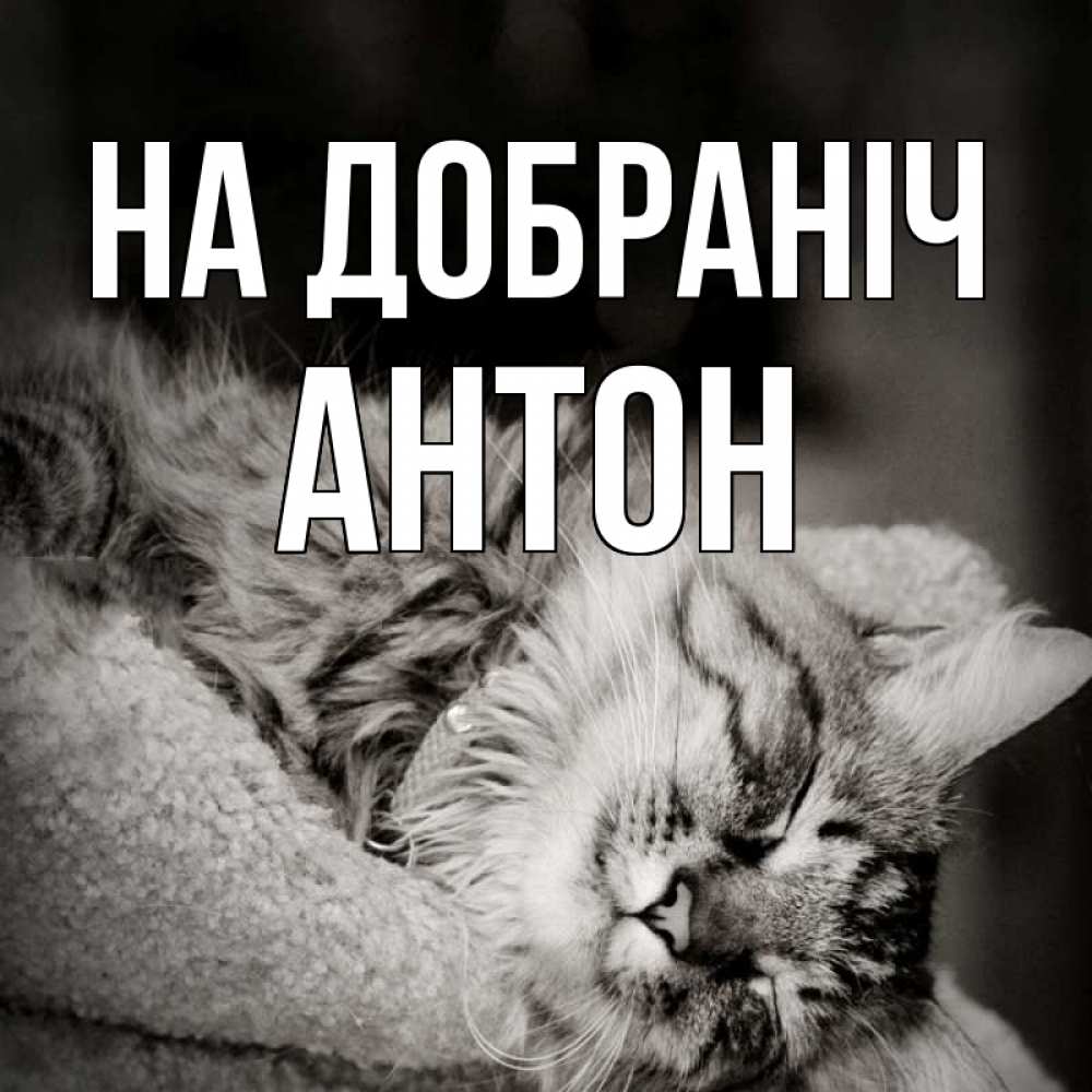 Открытка на каждый день з підписом, Антон На добраніч котярик пушистый Прикольна листівка з побажанням онлайн скачати безкоштовно 