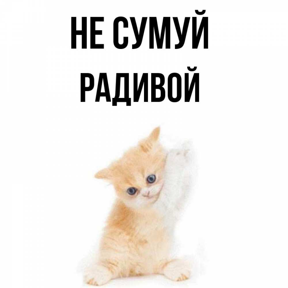 Открытка на каждый день з підписом, Радивой Не сумуй просящий кот Прикольна листівка з побажанням онлайн скачати безкоштовно 